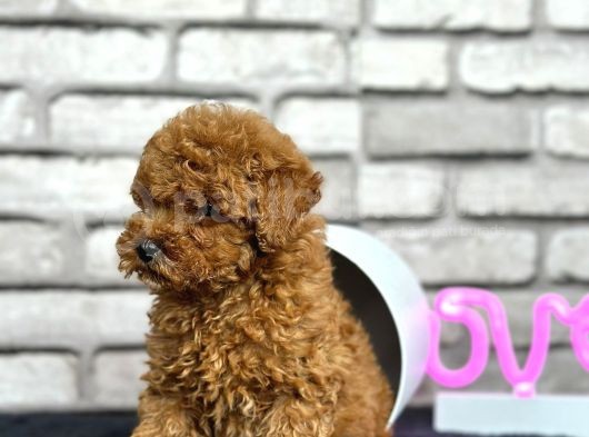 Scrli A Kalite Toy Poodle Yavrular görsel