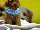 Scrli A Kalite Toy Poodle Yavrular