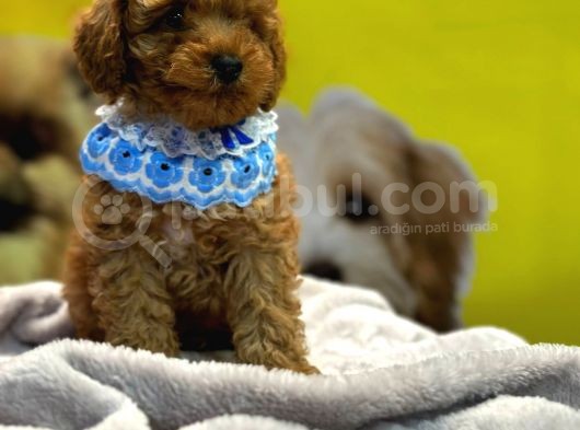 Scrli a kalite toy poodle yavrular
