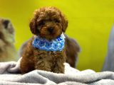 Scrli A Kalite Toy Poodle Yavrular