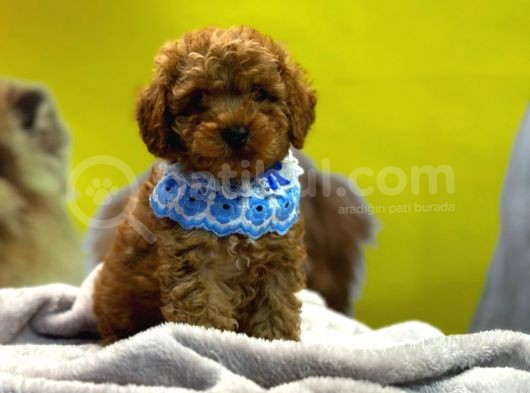 Scrli A Kalite Toy Poodle Yavrular görsel