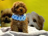 Scrli A Kalite Toy Poodle Yavrular
