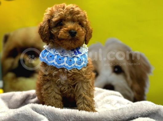 Scrli A Kalite Toy Poodle Yavrular görsel