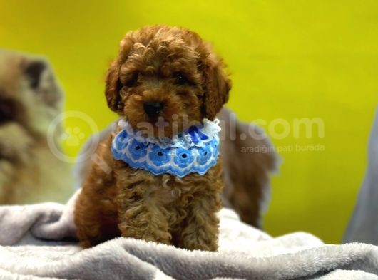 Scrli A Kalite Toy Poodle Yavrular görsel