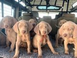 Atatürkün Sahiplendiği Irk Weimaraner
