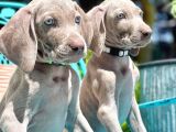Atatürkün Sahiplendiği Irk Weimaraner