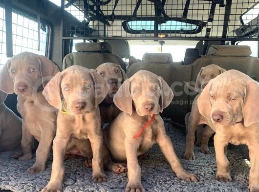 Atatürkün Sahiplendiği Irk Weimaraner görsel