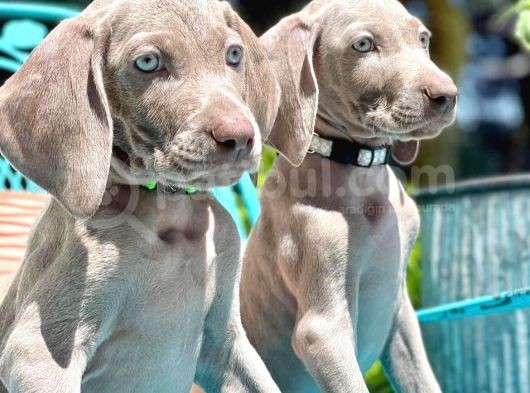 Atatürkün Sahiplendiği Irk Weimaraner görsel