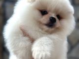 Show Kalite Pomeranian Bo