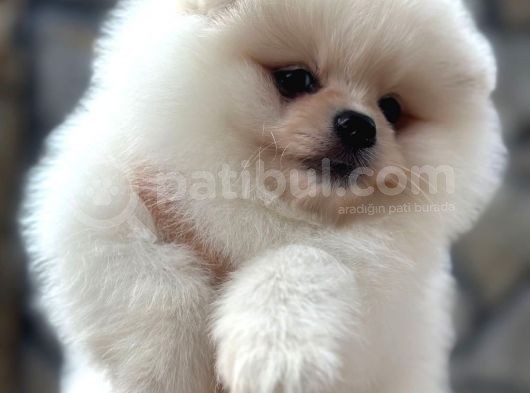 Show Kalite pomeranian bo