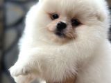 Show Kalite Pomeranian Bo