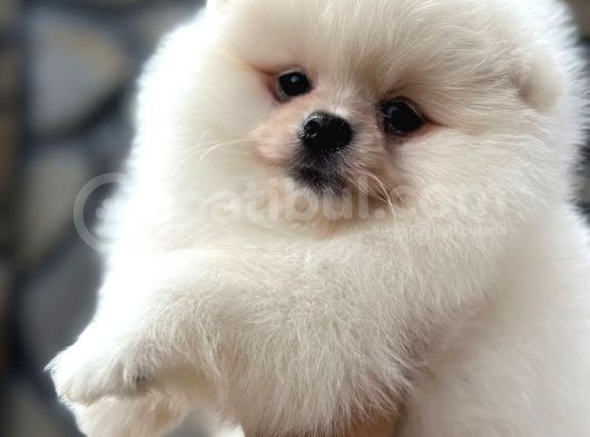 Show Kalite Pomeranian Bo görsel