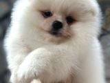 Show Kalite Pomeranian Bo