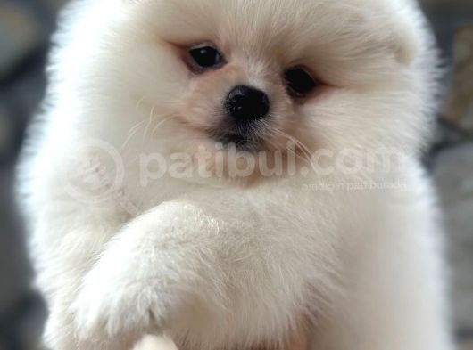 Show Kalite Pomeranian Bo görsel