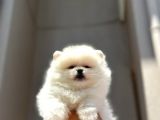 A Kalite Scrli Mikrocili Pomeranian Bo