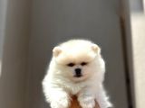 A Kalite Scrli Mikrocili Pomeranian Bo