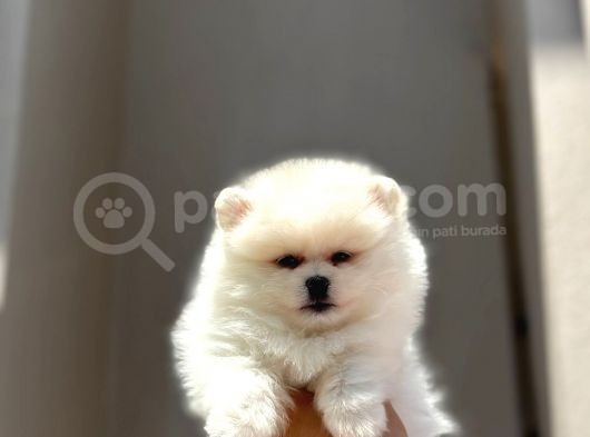 A Kalite Scrli mikrocili pomeranian bo
