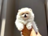 A Kalite Scrli Mikrocili Pomeranian Bo