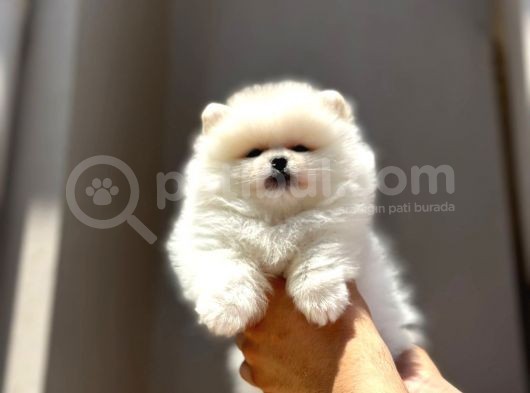 A Kalite Scrli Mikrocili Pomeranian Bo görsel