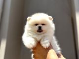 A Kalite Scrli Mikrocili Pomeranian Bo