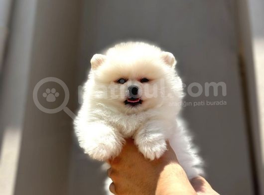 A Kalite Scrli Mikrocili Pomeranian Bo görsel