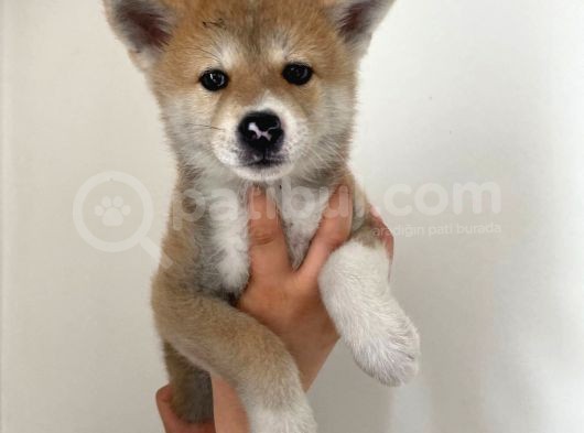 Sağlık Ve Irk Garantili Akita Yavrularım görsel