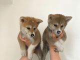Sağlık Ve Irk Garantili Akita Yavrularım
