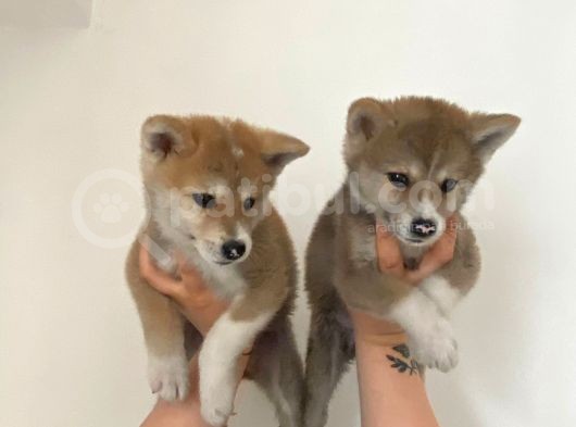 Sağlık Ve Irk Garantili Akita Yavrularım görsel