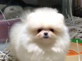SAF IRK POMERANIAN BOO YAVRULARI VONALPPET GARANTISIYLE