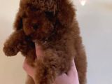 VONALP PET GARANTISIYLE TOY POODLE YAVRULARIMIZ