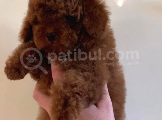 Vonalp Pet Garantisiyle Toy Poodle Yavrularimiz