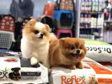 VONALP PET GARANTİSİYLE SAF IRK GARANTİLİ POMERANİAN BOO YAVRULARI