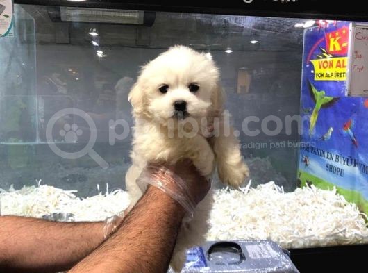 Saf Irkta Maltipoo Yavrular Vonalppet Garantili
