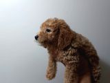 Redbrown Toypoodle