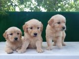 Golden Bebekler