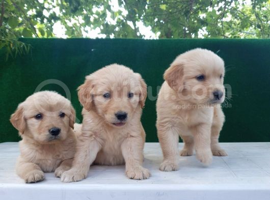 Golden Bebekler