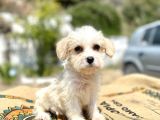 0 Numr prenses maltipoo yavrumuz