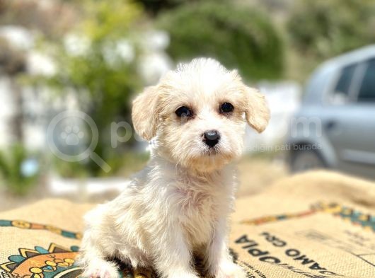 0 Numr Prenses Maltipoo Yavrumuz