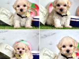 MALTİPOO BEBEKLERİMİZ GELMİŞTİR