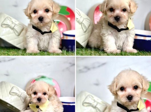 Malti̇poo Bebekleri̇mi̇z Gelmi̇şti̇r