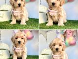 Malti̇poo Bebekleri̇mi̇z Gelmi̇şti̇r
