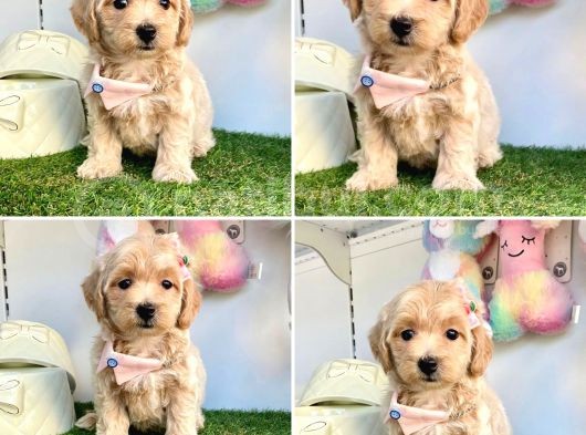 Malti̇poo Bebekleri̇mi̇z Gelmi̇şti̇r görsel