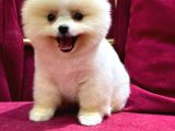 2 Aylık Pomeranian Yavrular 