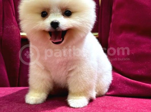 2 Aylık Pomeranian Yavrular  görsel
