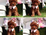 TOY POODLE BEBEĞİMİZ