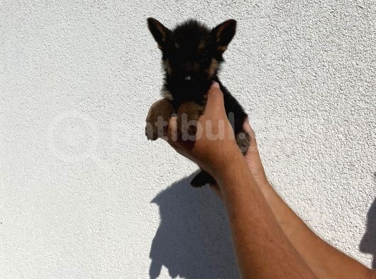 Alman Kurdu Yavrulari görsel