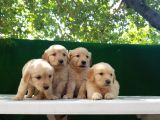 Golden Bebekler