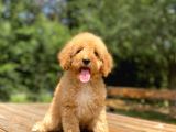 BEBEK SURATLI SEVİMLİ POODLE YAVRUMUZ