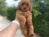 Red Di̇şi̇ Aşili Poodle Bebekler A Kali̇te