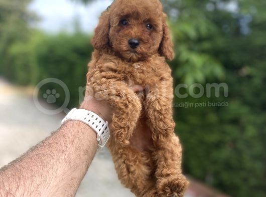 Red Di̇şi̇ Aşili Poodle Bebekler A Kali̇te görsel